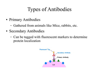 Types of Antibodies 
● Primary Antibodies 
– Gathered from animals like Mice, rabbits, etc. 
● Secondary Antibodies 
– Can be tagged with fluorescent markers to determine 
protein localization 
 