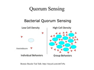 Quorum Sensing 
Autoinducers 
Bonnie Bassler Ted Talk: http://tinyurl.com/nt67z9u 
 