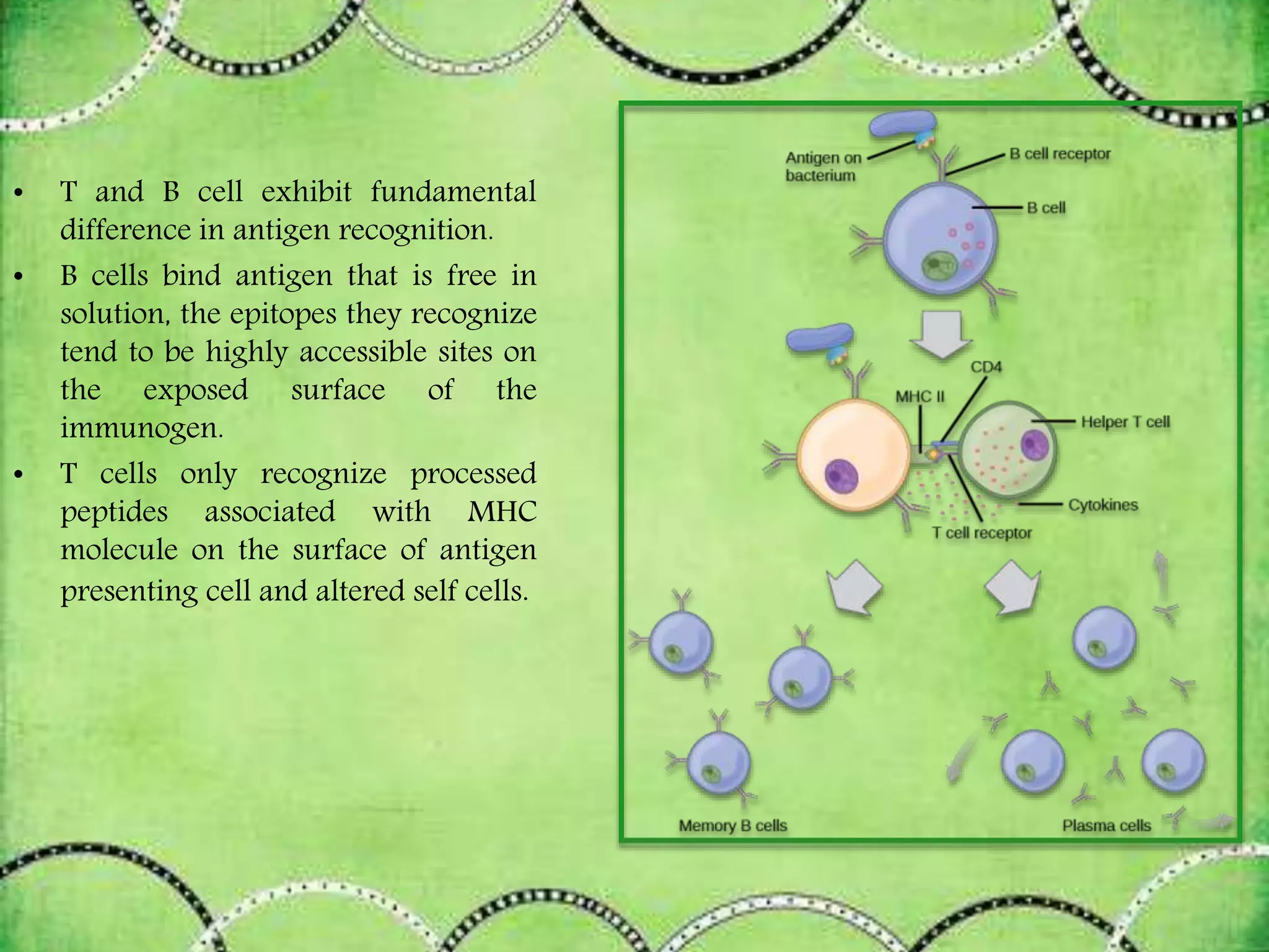 • T and B cell exhibit fundamental
difference in antigen recognition.
• B cells bind antigen that is free in
solution, the epitopes they recognize
tend to be highly accessible sites on
the exposed surface of the
immunogen.
• T cells only recognize processed
peptides associated with MHC
molecule on the surface of antigen
presenting cell and altered self cells.
 