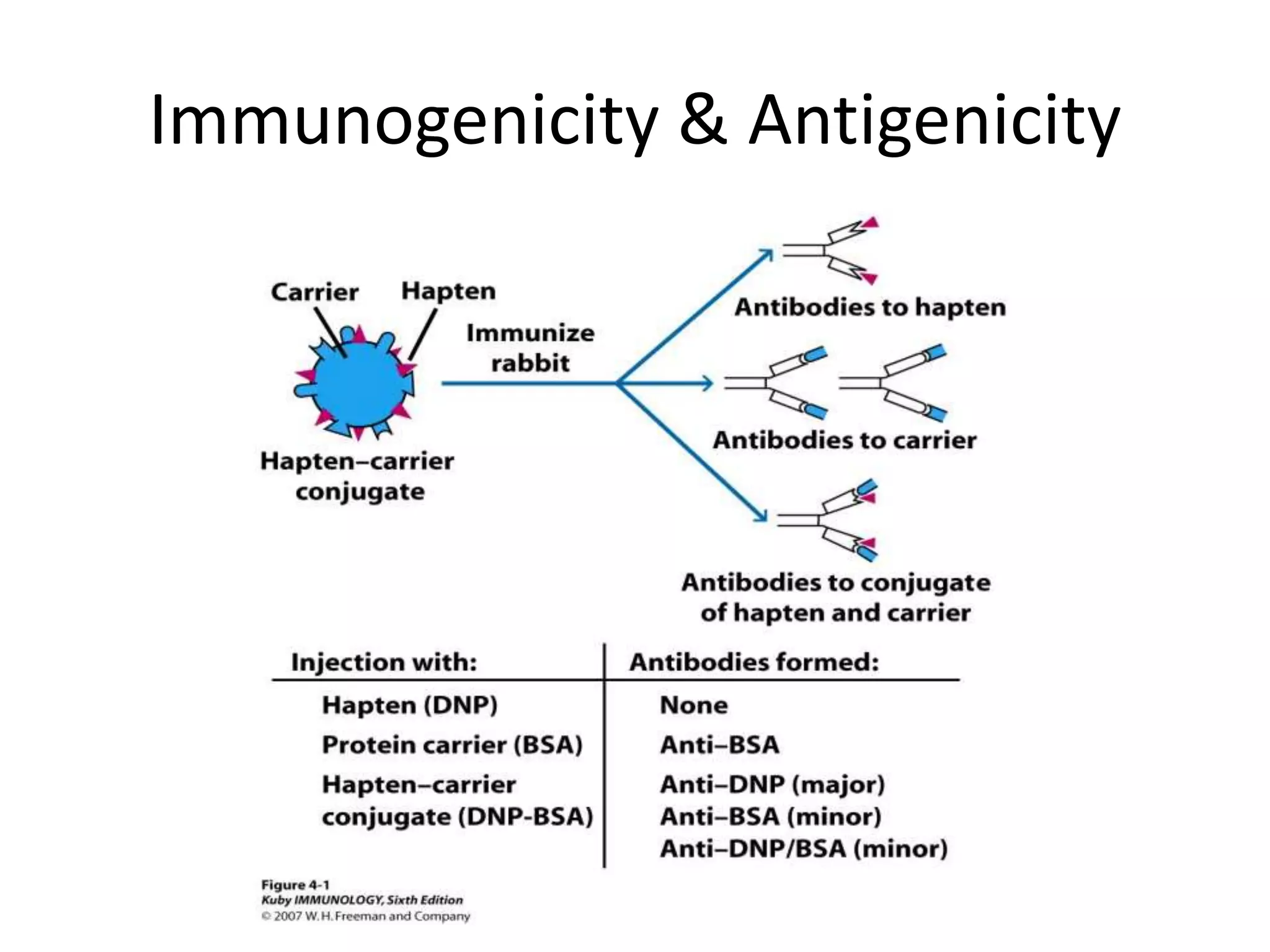 Antigens and immunogens immunogenecity PPT