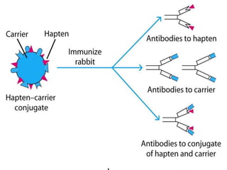 Antigens.pptx