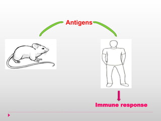 Antigens
Immune response
 