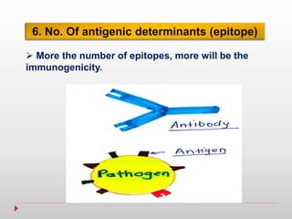 6. No. Of antigenic determinants (epitope)
 More the number of epitopes, more will be the
immunogenicity.
 
