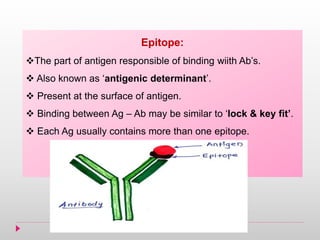 Epitope:
The part of antigen responsible of binding wiith Ab’s.
 Also known as ‘antigenic determinant’.
 Present at the surface of antigen.
 Binding between Ag – Ab may be similar to ‘lock & key fit’.
 Each Ag usually contains more than one epitope.
 