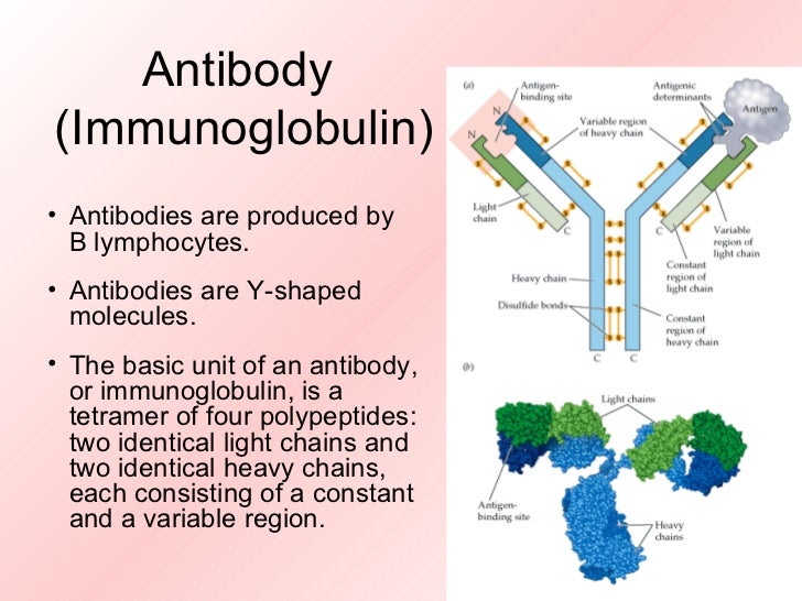 Antigens and antibodies