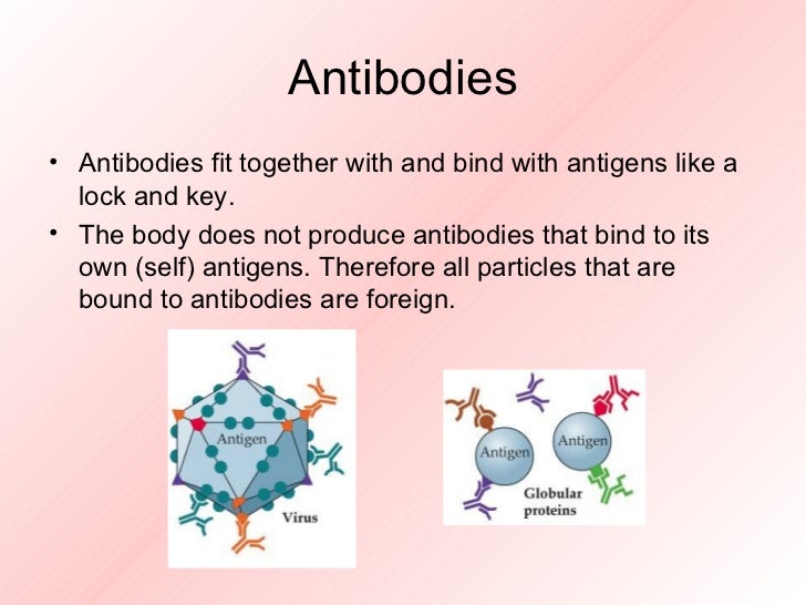 Antigens and antibodies
