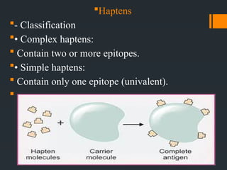 Haptens Example Antigens and antibodies Lecture №3.pptx. | PPTX