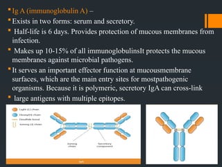 Antigens and antibodies Lecture №3.pptx. | PPTX