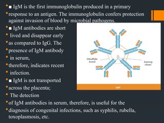 Antigens and antibodies Lecture №3.pptx. | PPTX
