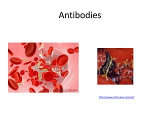 Antigens & antibodies Intro | PPTX
