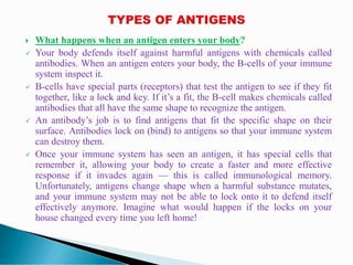  What happens when an antigen enters your body?
 Your body defends itself against harmful antigens with chemicals called
antibodies. When an antigen enters your body, the B-cells of your immune
system inspect it.
 B-cells have special parts (receptors) that test the antigen to see if they fit
together, like a lock and key. If it’s a fit, the B-cell makes chemicals called
antibodies that all have the same shape to recognize the antigen.
 An antibody’s job is to find antigens that fit the specific shape on their
surface. Antibodies lock on (bind) to antigens so that your immune system
can destroy them.
 Once your immune system has seen an antigen, it has special cells that
remember it, allowing your body to create a faster and more effective
response if it invades again — this is called immunological memory.
Unfortunately, antigens change shape when a harmful substance mutates,
and your immune system may not be able to lock onto it to defend itself
effectively anymore. Imagine what would happen if the locks on your
house changed every time you left home!
 
