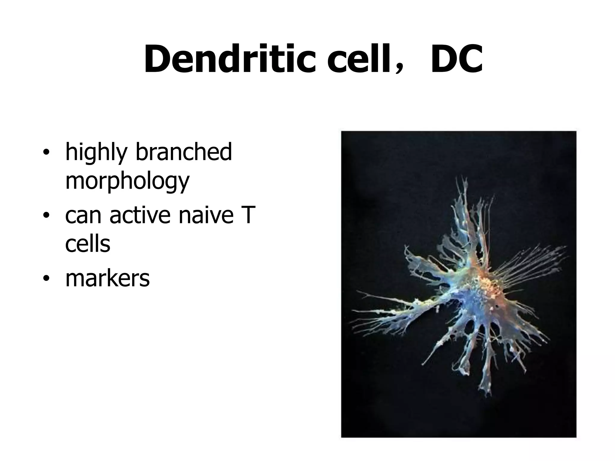 Dendritic cell，DC
• highly branched
morphology
• can active naive T
cells
• markers
 