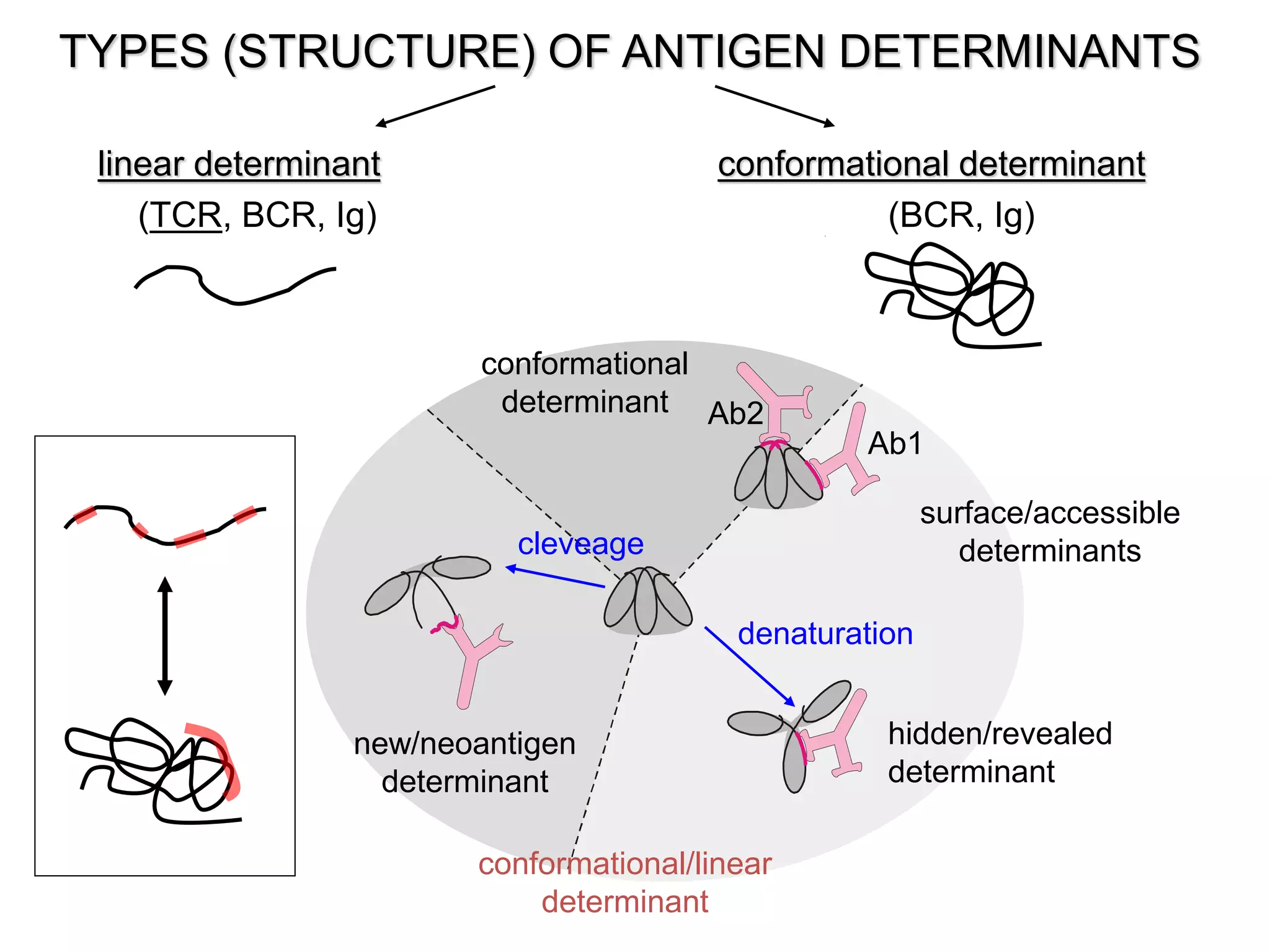 Ab1
Ab2
hidden/revealed
determinant
denaturation
new/neoantigen
determinant
conformational
determinant
cleveage
conformational/linear
determinant
TYPES (STRUCTURE) OF ANTIGEN DETERMINANTS
surface/accessible
determinants
linear determinant conformational determinant
(TCR, BCR, Ig) (BCR, Ig)
 