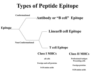 Types of Peptide Epitope
LinearB cell Epitope
Antibody or “B cell” Epitope
Conformational
Non-Conformational
Class II MHCs
Professional Antigen
Presenting cells
Foreign proteins
8-20 amino acids
Class I MHCs
all cells
Foreign and self proteins
8-10 amino acids
T cell Epitope
Epitope
 