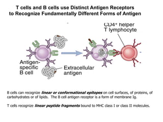 B cells can recognize linear or conformational epitopes on cell surfaces, of proteins, of
carbohydrates or of lipids. The B cell antigen receptor is a form of membrane Ig.
T cells recognize linear peptide fragments bound to MHC class I or class II molecules.
T cells and B cells use Distinct Antigen Receptors
to Recognize Fundamentally Different Forms of Antigen
 