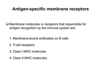 Antigen-specific membrane receptors
 Membrane molecules or receptors that responsible for
antigen recognition by the immune system are:
1. Membrane-bound antibodies on B cells
2. T-cell receptors
3. Class I MHC molecules
4. Class II MHC molecules
 
