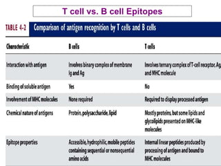 T cell vs. B cell Epitopes
 