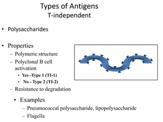 Types of Antigens
T-independent
• Polysaccharides
• Properties
– Polymeric structure
– Polyclonal B cell
activation
• Yes -Type 1 (TI-1)
• No - Type 2 (TI-2)
– Resistance to degradation
• Examples
– Pneumococcal polysaccharide, lipopolysaccharide
– Flagella
 
