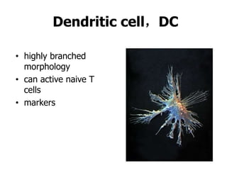 Dendritic cell，DC
• highly branched
morphology
• can active naive T
cells
• markers
 