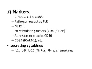 1) Markers
– CD1a, CD11c, CD83
– Pathogen receptor, FcR
– MHC II
– co-stimulating factors (CD80,CD86)
– Adhesion molecular CD40
– CD54 (ICAM-1), etc.
• secreting cytokines
– IL1, IL-6, IL-12, TNF-a, IFN-a, chemokines
 