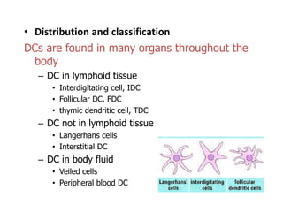• Distribution and classification
DCs are found in many organs throughout the
body
– DC in lymphoid tissue
• Interdigitating cell, IDC
• Follicular DC, FDC
• thymic dendritic cell, TDC
– DC not in lymphoid tissue
• Langerhans cells
• Interstitial DC
– DC in body fluid
• Veiled cells
• Peripheral blood DC
 