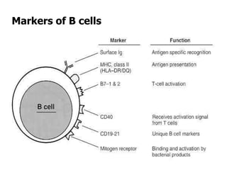 Markers of B cells
 
