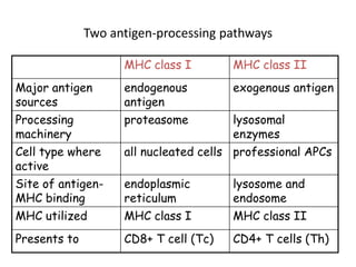 Two antigen-processing pathways
MHC class I MHC class II
Major antigen
sources
endogenous
antigen
exogenous antigen
Processing
machinery
proteasome lysosomal
enzymes
Cell type where
active
all nucleated cells professional APCs
Site of antigen-
MHC binding
endoplasmic
reticulum
lysosome and
endosome
MHC utilized MHC class I MHC class II
Presents to CD8+ T cell (Tc) CD4+ T cells (Th)
 