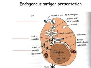 Endogenous antigen presentation
1
2
3
 
