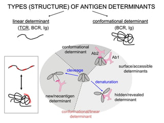 Ab1
Ab2
hidden/revealed
determinant
denaturation
new/neoantigen
determinant
conformational
determinant
cleveage
conformational/linear
determinant
TYPES (STRUCTURE) OF ANTIGEN DETERMINANTS
surface/accessible
determinants
linear determinant conformational determinant
(TCR, BCR, Ig) (BCR, Ig)
 
