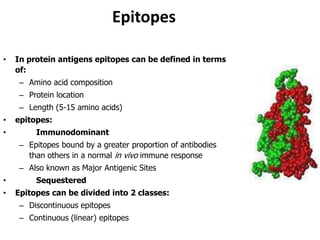 Epitopes
• In protein antigens epitopes can be defined in terms
of:
– Amino acid composition
– Protein location
– Length (5-15 amino acids)
• epitopes:
• Immunodominant
– Epitopes bound by a greater proportion of antibodies
than others in a normal in vivo immune response
– Also known as Major Antigenic Sites
• Sequestered
• Epitopes can be divided into 2 classes:
– Discontinuous epitopes
– Continuous (linear) epitopes
 