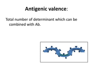 Antigenic valence:
Total number of determinant which can be
combined with Ab.
 