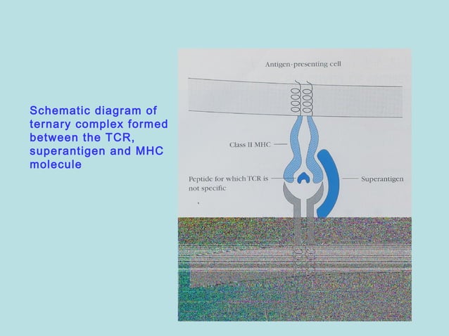 Antigens ms | PPT | Free Download