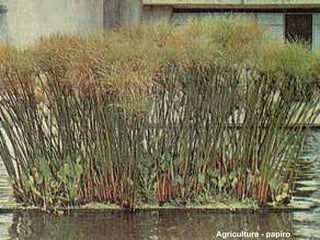 Agricultura - papiro 