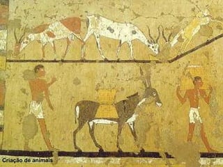 Criação de animais 