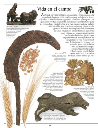 Vida en el campo
ARANDO LA TIERRA
Esta estatuilla de bronce, arriba, muestra
a un arador británico preparando
la tierra con sus animales,
para sembrar grano.
Está bien cubierto
y encapuchado
contra el frío.
LA EMOCIÓN DE LA PERSECUCIÓN
Los cazadores disfrutaban la emoción
de cazar jabalí salvaje, muy veloz y con
colmillos afilados. Su ferocidad está bien
representada en esta estatuilla de bronce.
58
CAZA DE JABALÍ
Se cazaban animales a pie y a caballo,
con cazadores armados con lanzas
y perros para encontrar y
hacer salir a la presa.
Podía ser peligroso,
como lo muestra
este mosaico
de Sicilia.
TRIGO ESCANDA
Una gama de cereales
se cultivaba en tiempos
romanos, incluso la escanda, una
variedad antigua de trigo, mostrada
aquí en espiga y grano trillado listo
para hacer pan y otros alimentos. La
escanda tiene dos veces más proteína
que los trigos de pan actuales, por
lo que es un buen alimento. Sacar el
grano de los campos, trillarlo,
seleccionarlo y almacenarlo era
tan duro como segarlo.
Aunque la vida romana se centraba en las ciudades, la
mayoría de la gente vivía en el campo y trabajaba la tierra,
cultivaba, cuidaba viñedos y ganado, u olivares y bosques. Los
granjeros producían comida, materiales y combustible para
las espléndidas ciudades. Era una vida muy pesada de trabajo
interminable para hombres, mujeres y niños, por lo
general esclavos. Buena parte de Italia estaba
dividida en grandes propiedades de personas
muy ricas cuyos intereses principales
estaban en la ciudad, pero cuyas
riquezas venían principalmente de
sus granjas. El rico escapaba del
calor de la ciudad en verano, y se
retiraba a sus propiedades
para disfrutar del campo.
Se construían finas casas
(villas) en sus propiedades
o cerca del mar, con todos
los lujos, como baños (p. 38).
HOZ
Hoces como ésta se
usaban para segar. Estar
todo el día inclinado con
esta herramienta de
mango corto causaría
dolor de espalda.
 