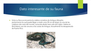 Dato interesante de su fauna
 Entre su flora se encuentra la culebra corredora de Antigua (Alsophis
portoricensis la cual puede llegar a medir unos 90 cm de largo); es una de las
culebras más raras del mundo, conocida desde hace solo dos siglos. Habita en
Bird Island, una isla cercana a las costas de Antigua. Actualmente ha desaparecido
de Puerto Rico.
 