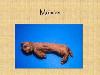 Momias
 