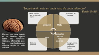 “Su pulsación esta en cada vaso de cada miembro” 
Edwin Smith 
• Sangre, orina, 
lagrimas, 
esperma y 
heces 
• Sistema 
colector 
• Sistema de 
canales 
• Aire: entrada 
por el oído y la 
nariz 
Corazón Metu 
Todas las 
partes 
del 
cuerpo 
Ano 
Efectos que una herida 
en el cerebro ejerce 
sobre las funciones 
motoras, afirmando que 
las manifestaciones 
difieren según el lado 
dañado. 
 