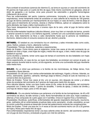 Para combatir el escorbuto (carencia de vitamina C), se toma en ayunas un vaso del cocimiento de
50 gramos de hojas para un cuarto de litro de agua. Este mismo cocimiento en gárgaras, alivia el
dolor de garganta y en buches, sirve para prevenir las estomatitis o gingivitis hemorrágicas
(inflamación de la encía).
Para las enfermedades del pecho (catarros pulmonares, bronquitis y afecciones de las vías
respiratorias), tomar lentamente antes de acostarse un vaso caliente de la mezcla de 100 gramos
de jugo de berros (extraído por machacamiento de sus hojas) un vaso de leche y miel de abeja al
gusto para el tratamiento de tumores, úlceras e infartos linfáticos, aplicar en cataplasma sobre la
parte afectada, las hojas y tallos machacados en frío.
Para hacer desaparecer las manchas o lunares rojos de la cara, untar el jugo de berros sobre
dicha zona.
Para las enfermedades hepáticas (cálculos biliares), picar muy bien un manojito de berros, ponerlo
a serenar durante la noche y a la mañana siguiente, comerlo con una cucharada sopera de aceite
de olivo. Este tratamiento se lleva a cabo diariamente hasta que la persona se restablezca.
Asimismo, deberá evitar el consumo excesivo de sal, alcohol y picante.

BETABEL.- EI betabel es una remolacha rica en vitaminas y sales minerales tales como sodio,
calcio, fósforo, potasio y hierro, altamente nutritiva.
Propiedades: Tónicas, diuréticas, sedantes y expectorantes.
Modo de Empleo: Como tónico para el organismo, tomar tres vasos al día del cocimiento de un
betabel con todo y hojas, unas hojas de nogal y medio litro de agua, o bien, medio vaso de jugo de
betabel en ayunas.
Como diurético y sedante, tomar como agua de tiempo el cocimiento de dos betabeles con hojas
para un litro de agua.
Como expectorante, en caso de tos, se rayan dos betabeles, se endulzan con azúcar al gusto, se
dejan serenar durante toda la noche y al día siguiente, se toma una cucharadita del jugo resultante
cada media hora.

BOLDO.- Es un árbol que pertenece a la familia de las monimiáceas, de follaje denso, fruto
comestible y flores blancas.
Propiedades: Es útil para curar ciertas enfermedades del estómago, hígado y riñones. Además, es
tónico, estimulante, aperitivo, calmante, febrífugo (baja la fiebre) y limpia el cutis de manchas y lo
conserva libre de erupciones.
Modo de Empleo: Tomar tres vasos al día: uno en ayunas, otro después de comer y el último
antes de acostarse del cocimiento de 5 gramos de hojas para medio litro de agua.
Para cálculos biliares, tomar una taza cuatro veces al día, antes de los alimentos del cocimiento
preparado con 2 dedos de boldo, 1 gramo de doradilla, 1 ramita de ajenjo, 2 dedos de chinilla y
una hoja de rábano negro, para un litro de agua.

BORRAJA.- Es una planta herbácea que pertenece a la familia de las borragináceas, de 40 a 60
centímetros de altura, de tallo ramoso y recto, flores hermafroditas de color azul, hojas ovaladas y
alternas y fruto compuesto de cuatro gajos con 4 semillas. Crece en lugares fríos y montañosos.
Propiedades: Diuréticas, sudoríficas, enfermedades del aparato respiratorio (bronquitis, neumonía,
gripe, resfriados útil en enfermedades eruptivas tales como sarampión, viruela, escarlatina, ya que
su acción sudorífica propicia el desarrollo normal del padecimiento evitando las complicaciones.
Modo de Empleo: Tomar una taza de 3 a 4 veces al día del cocimiento hecho con 20 a 25 gramos
de hojas y flores para medio litro de agua.
Para enfermedades respiratorias tomar una taza caliente antes de dormir, del cocimiento anterior,
con el jugo de dos limones y endulzado al gusto con miel de colmena.
 