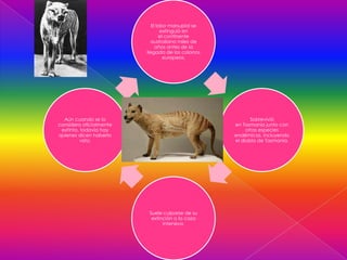 El lobo marsupial se
                                 extinguió en
                                el continente
                           australiano miles de
                              años antes de la
                         llegada de los colonos
                                  europeos.




  Aún cuando se lo                                        Sobrevivió
considera oficialmente                             en Tasmania junto con
 extinto, todavía hay                                   otras especies
quienes dicen haberlo                              endémicas, incluyendo
         visto.                                    el diablo de Tasmania.




                          Suele culparse de su
                           extinción a la caza
                                intensiva.
 