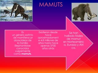 Es          Existieron desde        Se han
un género extinto           hace         hallado fósiles
 de mamíferos pr    aproximadament
                                          de mamut
 oboscídeos de      e 4,8 millones de
     la familia     años hasta hace     en Norteaméric
  Elephantidae        apenas 3700       a, Eurasia y Áfri
    conocidos           años atrás             ca.
  vulgarmente
 como mamuts.
 