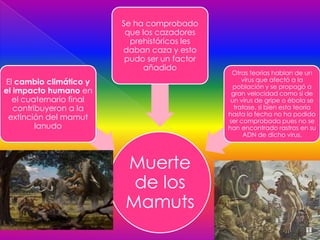 Se ha comprobado
                          que los cazadores
                           prehistóricos les
                         daban caza y esto
                          pudo ser un factor
                              añadido
                                                Otras teorías hablan de un
El cambio climático y                               virus que afectó a la
                                                 población y se propagó a
el impacto humano en                            gran velocidad como si de
  el cuaternario final                          un virus de gripe o ébola se
   contribuyeron a la                            tratase, si bien esta teoría
                                               hasta la fecha no ha podido
 extinción del mamut                           ser comprobada pues no se
         lanudo                                han encontrado rastros en su
                                                    ADN de dicho virus.




                         Muerte
                          de los
                         Mamuts
 