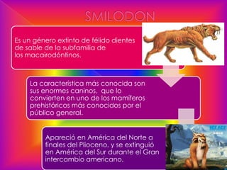 Es un género extinto de félido dientes
de sable de la subfamilia de
los macairodóntinos.



    La característica más conocida son
    sus enormes caninos, que lo
    convierten en uno de los mamíferos
    prehistóricos más conocidos por el
    público general.


         Apareció en América del Norte a
         finales del Plioceno, y se extinguió
         en América del Sur durante el Gran
         intercambio americano.
 