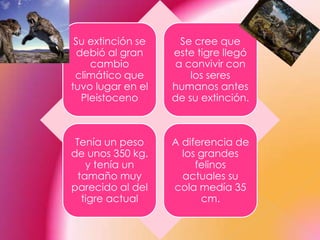 Su extinción se     Se cree que
  debió al gran    este tigre llegó
     cambio         a convivir con
 climático que         los seres
tuvo lugar en el   humanos antes
   Pleistoceno     de su extinción.



 Tenía un peso     A diferencia de
de unos 350 kg.      los grandes
    y tenía un          felinos
  tamaño muy         actuales su
parecido al del    cola medía 35
   tigre actual          cm.
 