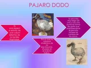 Su pico era
                                  muy largo (23
                                 cm) y con una
                                 punta en forma
      Es                          de garfio que
una especi                       probablemente
e extinta de                       le permitía
 ave colum                          romper las
biforme de                         cortezas de
                                    los cocos.
  la familia
 Raphidae.     Era un ave no
                   voladora
                endémica de
                      las
               islas Mauricio,
                 situadas en
                  el océano
                    Índico.
 
