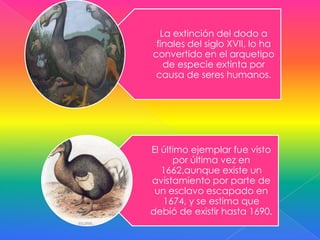 La extinción del dodo a
 finales del siglo XVII, lo ha
convertido en el arquetipo
   de especie extinta por
 causa de seres humanos.




El último ejemplar fue visto
      por última vez en
   1662,aunque existe un
avistamiento por parte de
 un esclavo escapado en
   1674, y se estima que
debió de existir hasta 1690.
 