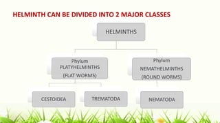 HELMINTH CAN BE DIVIDED INTO 2 MAJOR CLASSES
HELMINTHS
Phylum
PLATYHELMINTHS
(FLAT WORMS)
CESTOIDEA TREMATODA
Phylum
NEMATHELMINTHS
(ROUND WORMS)
NEMATODA
 