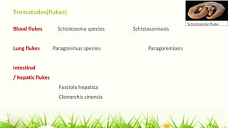 Trematodes(flukes)
Blood flukes Schistosoma species Schistosomiasis
Lung flukes Paragonimus species Paragonimiasis
Intestinal
/ hepatic flukes
Fasciola hepatica
Clonorchis sinensis
Schistosome fluke
 
