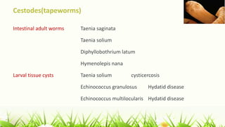 Cestodes(tapeworms)
Intestinal adult worms Taenia saginata
Taenia solium
Diphyllobothrium latum
Hymenolepis nana
Larval tissue cysts Taenia solium cysticercosis
Echinococcus granulosus Hydatid disease
Echinococcus multilocularis Hydatid disease
 