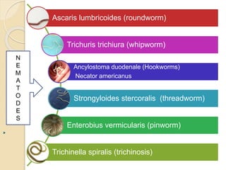 Ascaris lumbricoides (roundworm)
Trichuris trichiura (whipworm)
Ancylostoma duodenale (Hookworms)
Necator americanus
Stron...